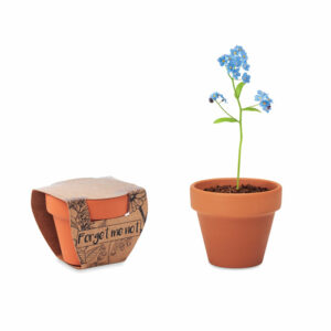 pot de myosotis