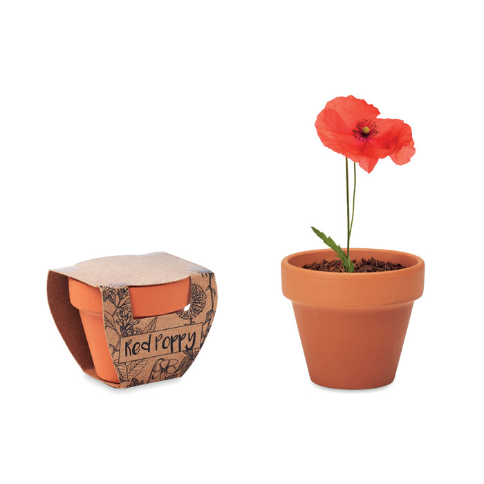 pot graines coquelicot