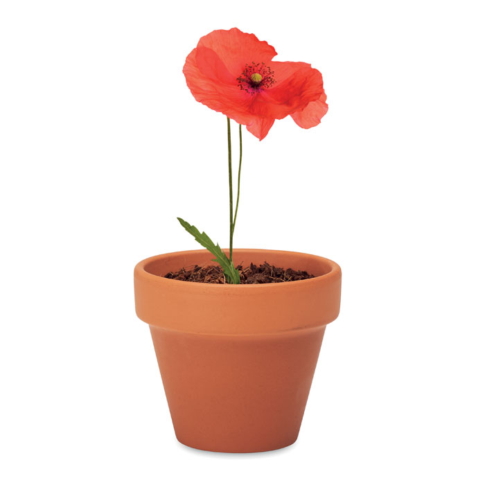 pot graines coquelicot